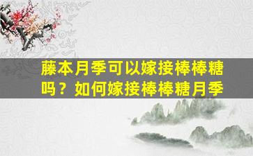 藤本月季可以嫁接棒棒糖吗？如何嫁接棒棒糖月季