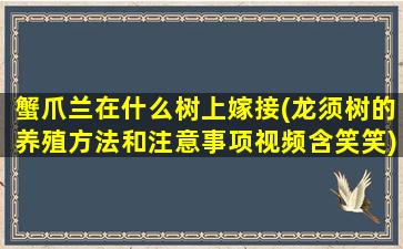 蟹爪兰在什么树上嫁接(龙须树的养殖方法和注意事项视频含笑笑)