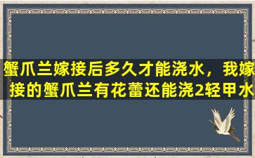 蟹爪兰嫁接后多久才能浇水，我嫁接的蟹爪兰有花蕾还能浇2轻甲水吗