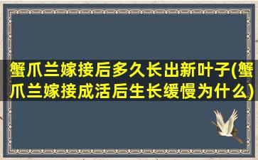 蟹爪兰嫁接后多久长出新叶子(蟹爪兰嫁接成活后生长缓慢为什么)