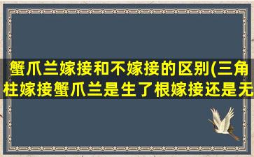 蟹爪兰嫁接和不嫁接的区别(三角柱嫁接蟹爪兰是生了根嫁接还是无根嫁接)