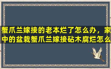 蟹爪兰嫁接的老本烂了怎么办，家中的盆栽蟹爪兰嫁接砧木腐烂怎么处理