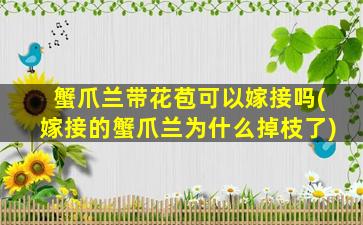 蟹爪兰带花苞可以嫁接吗(嫁接的蟹爪兰为什么掉枝了)