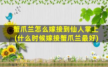 蟹爪兰怎么嫁接到仙人掌上(什么时候嫁接蟹爪兰最好)