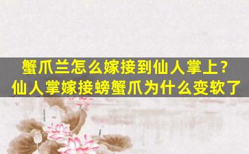 蟹爪兰怎么嫁接到仙人掌上？仙人掌嫁接螃蟹爪为什么变软了