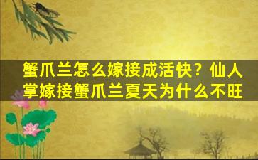 蟹爪兰怎么嫁接成活快？仙人掌嫁接蟹爪兰夏天为什么不旺