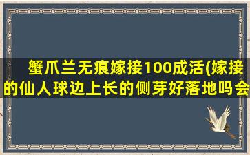 蟹爪兰无痕嫁接100成活(嫁接的仙人球边上长的侧芽好落地吗会自己生根吗)