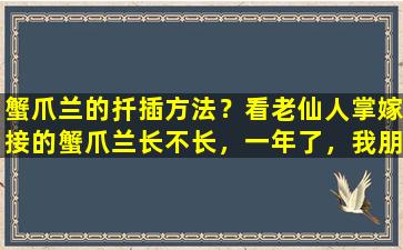 蟹爪兰的扦插方法？看老仙人掌嫁接的蟹爪兰长不长，一年了，我朋