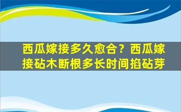 西瓜嫁接多久愈合？西瓜嫁接砧木断根多长时间掐砧芽