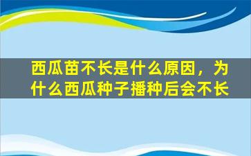 西瓜苗不长是什么原因，为什么西瓜种子播种后会不长