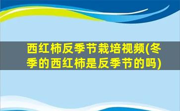 西红柿反季节栽培视频(冬季的西红柿是反季节的吗)