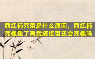 西红柿死苗是什么原因，西红柿死棵拨了再栽嫁接苗还会死棵吗