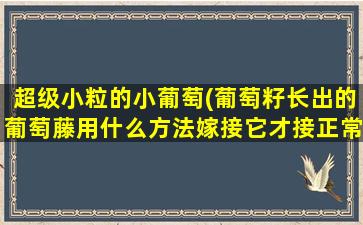 超级小粒的小葡萄(葡萄籽长出的葡萄藤用什么方法嫁接它才接正常果实玫瑰可以嫁接到月季上吗)