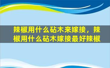 辣椒用什么砧木来嫁接，辣椒用什么砧木嫁接最好辣椒