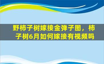 野柿子树嫁接金弹子图，柿子树6月如何嫁接有视频吗