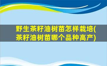 野生茶籽油树苗怎样栽培(茶籽油树苗哪个品种高产)