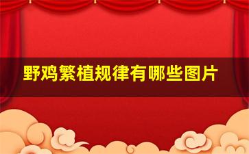 野鸡繁植规律有哪些图片