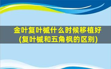 金叶复叶槭什么时候移植好(复叶槭和五角枫的区别)