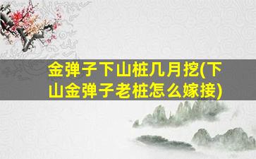 金弹子下山桩几月挖(下山金弹子老桩怎么嫁接)