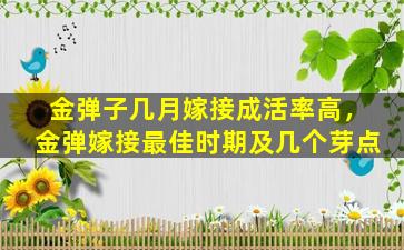 金弹子几月嫁接成活率高，金弹嫁接最佳时期及几个芽点