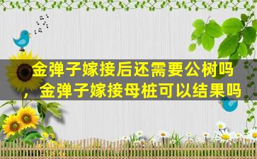 金弹子嫁接后还需要公树吗，金弹子嫁接母桩可以结果吗