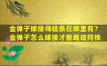 金弹子嫁接得枝条在哪里有？金弹子怎么嫁接才能雌雄同株