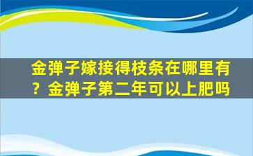 金弹子嫁接得枝条在哪里有？金弹子第二年可以上肥吗