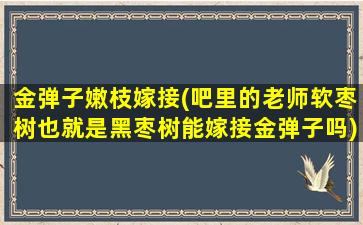 金弹子嫩枝嫁接(吧里的老师软枣树也就是黑枣树能嫁接金弹子吗)