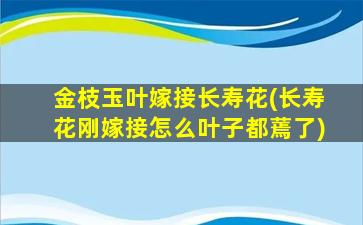 金枝玉叶嫁接长寿花(长寿花刚嫁接怎么叶子都蔫了)