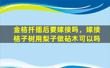 金桔扦插后要嫁接吗，嫁接桔子树用梨子做砧木可以吗