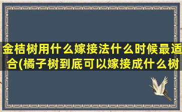 金桔树用什么嫁接法什么时候最适合(橘子树到底可以嫁接成什么树)