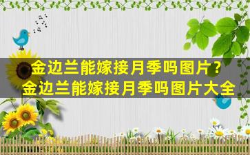 金边兰能嫁接月季吗图片？金边兰能嫁接月季吗图片大全