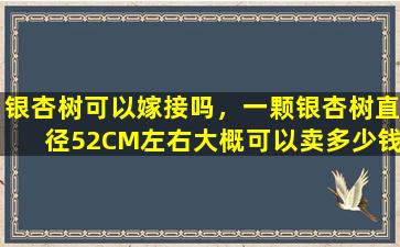 银杏树可以嫁接吗，一颗银杏树直径52CM左右大概可以卖多少钱