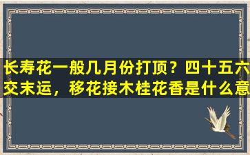 长寿花一般几月份打顶？四十五六交末运，移花接木桂花香是什么意思