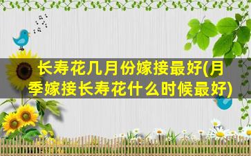 长寿花几月份嫁接最好(月季嫁接长寿花什么时候最好)