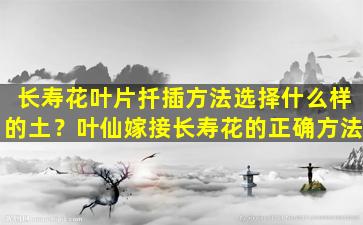 长寿花叶片扦插方法选择什么样的土？叶仙嫁接长寿花的正确方法