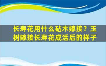 长寿花用什么砧木嫁接？玉树嫁接长寿花成活后的样子