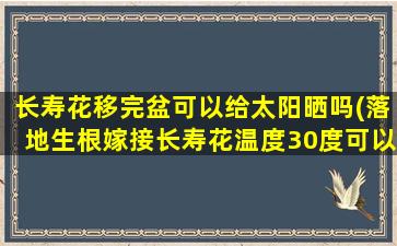 长寿花移完盆可以给太阳晒吗(落地生根嫁接长寿花温度30度可以吗)