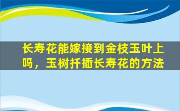 长寿花能嫁接到金枝玉叶上吗，玉树扦插长寿花的方法