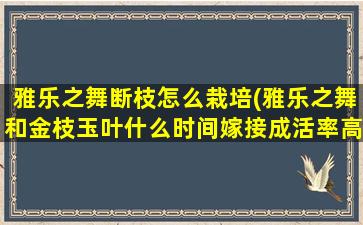 雅乐之舞断枝怎么栽培(雅乐之舞和金枝玉叶什么时间嫁接成活率高)