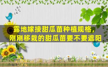 露地嫁接甜瓜苗种植规格，刚刚移栽的甜瓜苗要不要遮阳