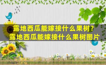 露地西瓜能嫁接什么果树？露地西瓜能嫁接什么果树图片