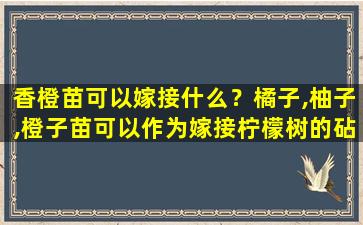 香橙苗可以嫁接什么？橘子,柚子,橙子苗可以作为嫁接柠檬树的砧木吗