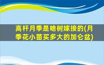 高杆月季是啥树嫁接的(月季花小苗买多大的加仑盆)