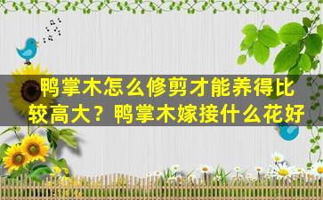 鸭掌木怎么修剪才能养得比较高大？鸭掌木嫁接什么花好