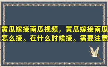 黄瓜嫁接南瓜视频，黄瓜嫁接南瓜怎么接。在什么时候接。需要注意什么