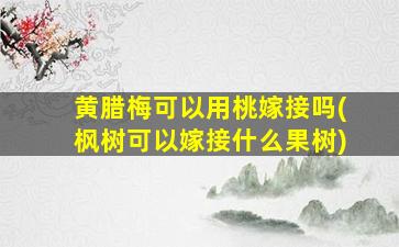 黄腊梅可以用桃嫁接吗(枫树可以嫁接什么果树)