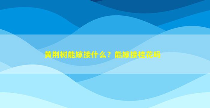 黄荆树能嫁接什么？能嫁接桂花吗