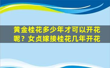 黄金桂花多少年才可以开花呢？女贞嫁接桂花几年开花