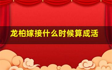 龙柏嫁接什么时候算成活